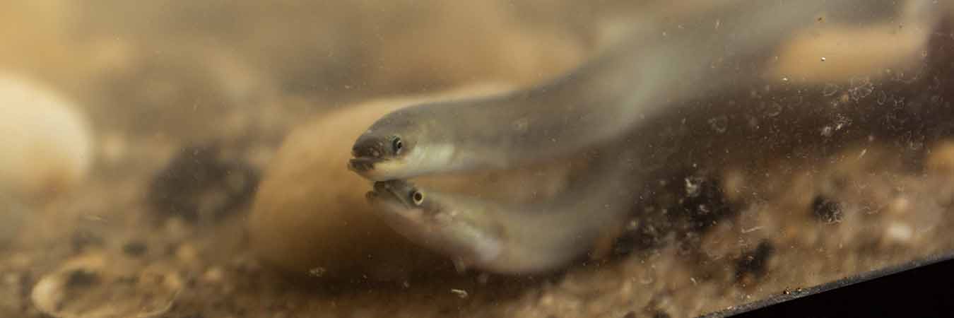 close up of small eels in large tank