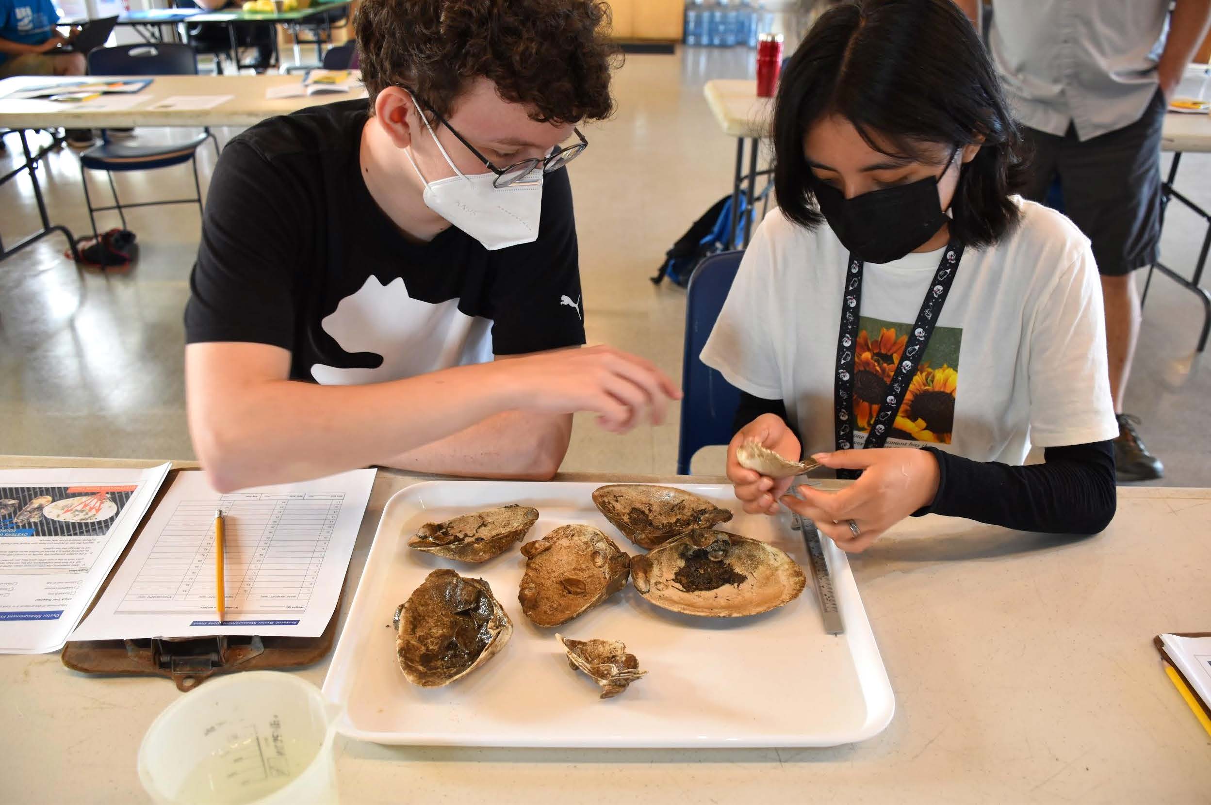Measuring Oysters