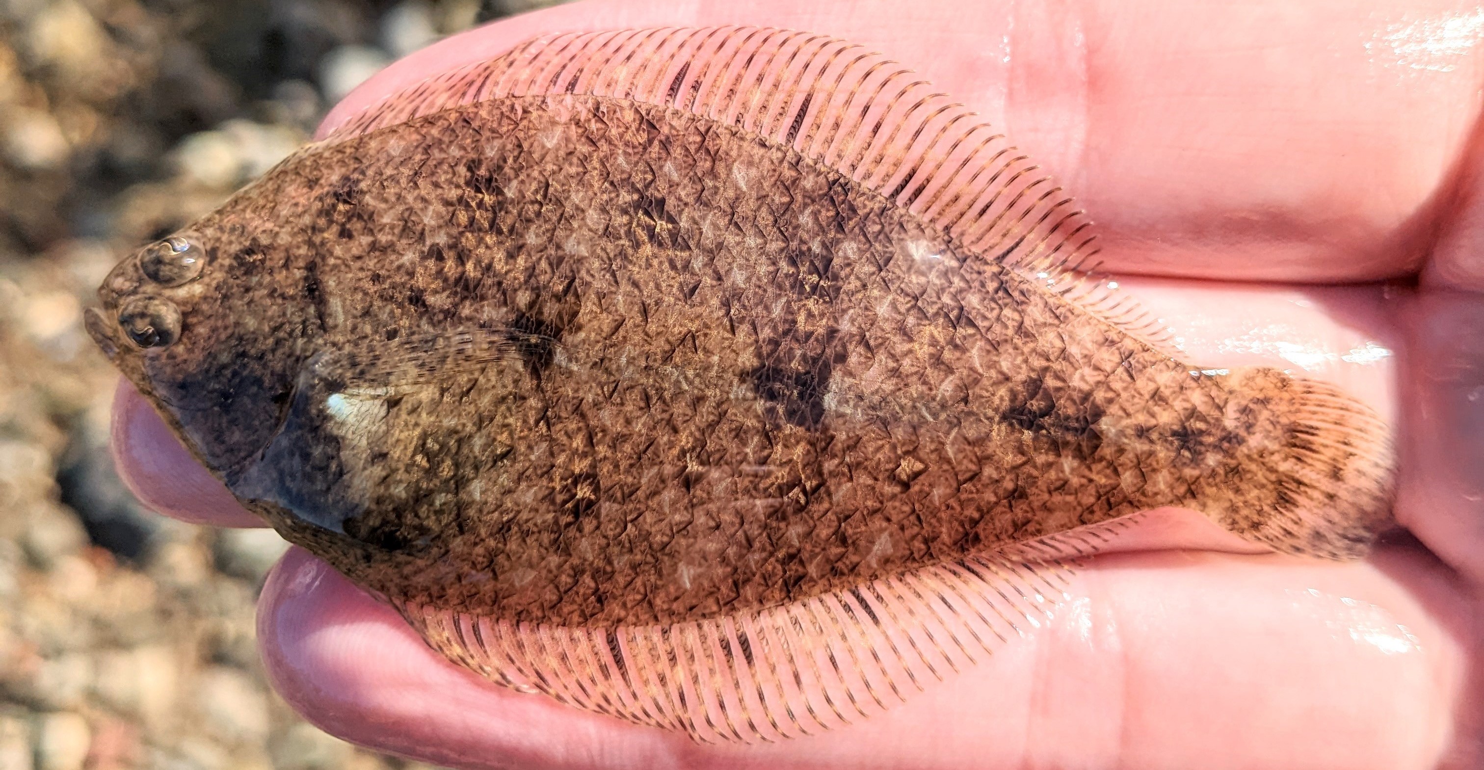 Smallmouth Flounder