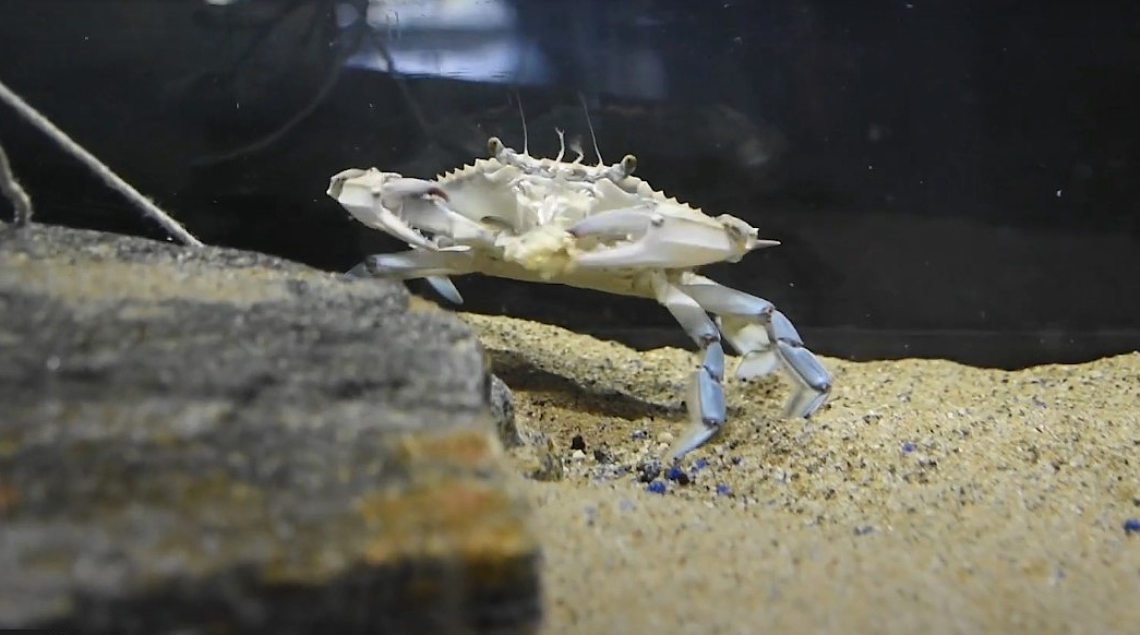 Hudson River Animal of the Month: Blue Crab | Center for the Urban