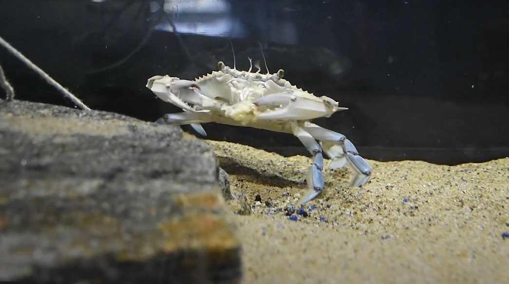 Blue Crab