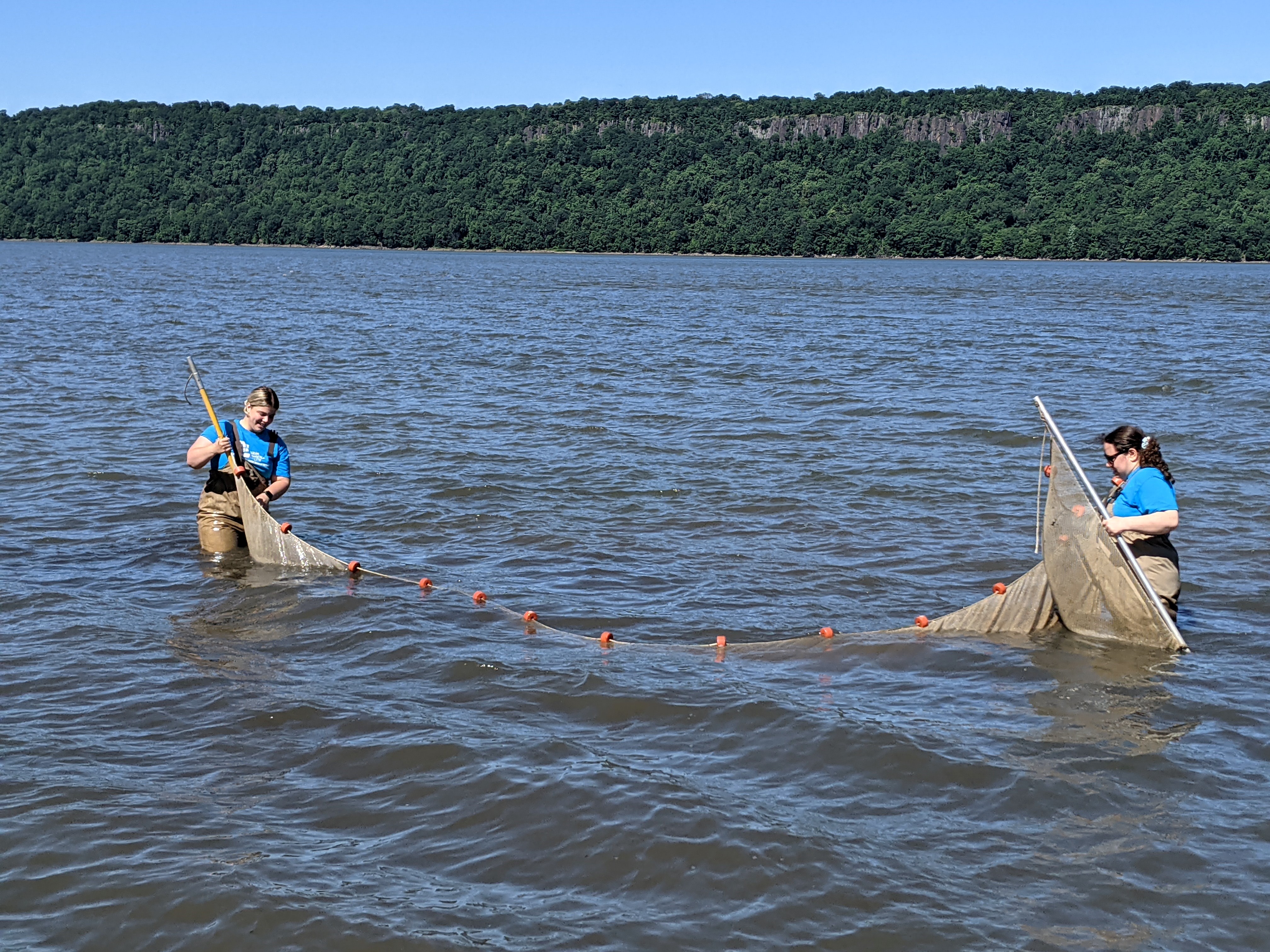 Model of Atlantic Sturgeon