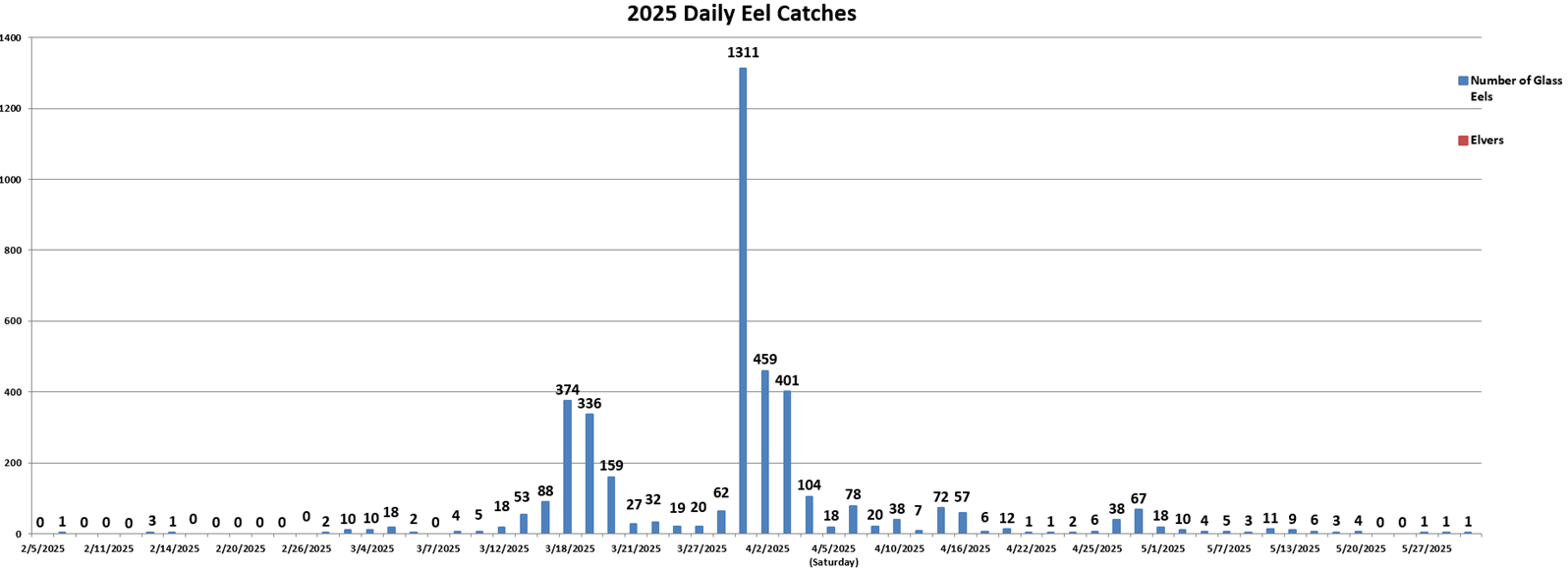 Daily Eel Counts