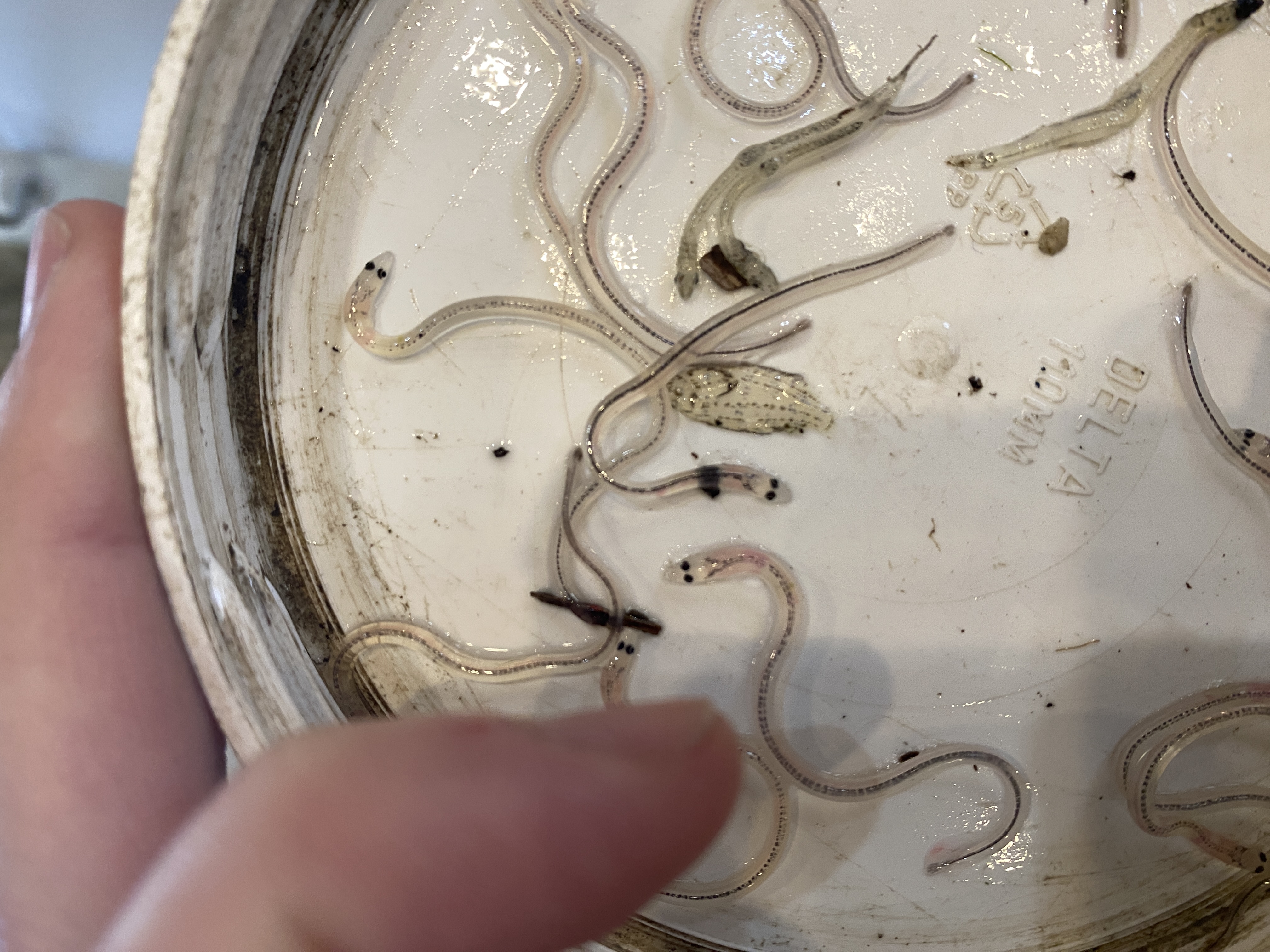 Counting Eels